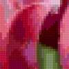 Розовые тюльпаны: предпросмотр