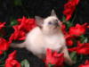Котёнок в розах: оригинал