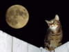 Схема вышивки «Кот и луна»