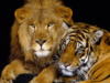 Схема вышивки «Лев и тигр»