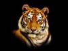 Схема вышивки «Портрет тигра»