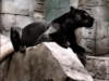 Чёрная пантера 2: оригинал