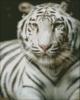 Схема вышивки «Белый Усурийский Тигр»