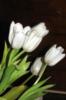 Тюльпаны белые: оригинал