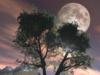 Схема вышивки «Луна запуталась в деревьях»
