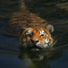 Водоплавающий тигр 2: оригинал