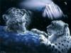 Схема вышивки «Планета леопардов»