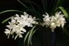 Схема вышивки «Букет белых орхидей»