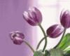 Схема вышивки «Сиреневые тюльпаны»