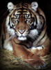 Схема вышивки «Тигр бежит»