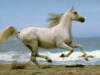 Схема вышивки «Белая лошадь на море»
