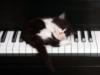 Схема вышивки «Котёнок на пианино»