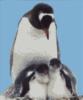Схема вышивки «Пингвины»