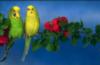 Схема вышивки «Волнистые попугаи»