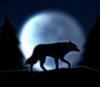 Волк в ночи: оригинал