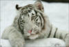 Белый тигр 4: оригинал