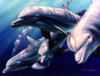Схема вышивки «Красивые дельфины 1»