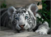 Белый тигр 6: оригинал