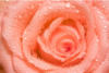 Схема вышивки «Роза с росой»