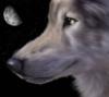 Схема вышивки «Волк в ночи»