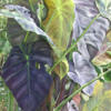 Тропические листья 3: оригинал