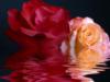 Схема вышивки «Две розы в воде»