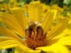 Схема вышивки «Солнечный цветок и пчела»