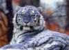 Схема вышивки «Снежный тигр»