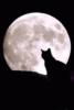 Схема вышивки «Луна и кошка»