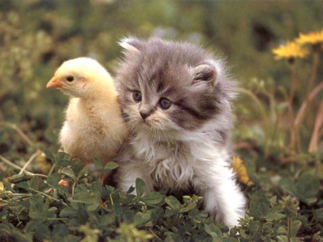%D0%9A%D0%BE%D1%82%20%D0%B8%20%D1%86%D1%8B%D0%BF%D0%BB%D0%B5%D0%BD%D0%BE%D0%BA-1.jpg