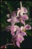 Схема вышивки «Сиреневая орхидея»
