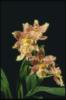 Схема вышивки «Нежно желтая орхидея»