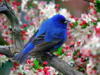 Птичка синяя: оригинал