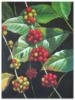 Схема вышивки «Arabica Coffee»