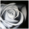 Схема вышивки «White Rose»