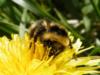 Пчела и цветок: оригинал