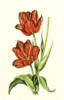 Схема вышивки «Винтажные тюльпаны»