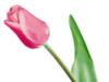 Схема вышивки «Розовый тюльпан»