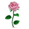 Схема вышивки «Розовая роза о-о-о»