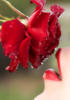 Схема вышивки «Сладкий поцелуй розы»
