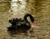 Черный лебедь в золотой воде: оригинал