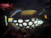 Схема вышивки «Leopard Fish»