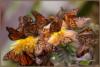 Бабочки на хризантемах: оригинал