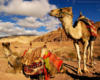 Схема вышивки «Petra - Jordan - Camels»