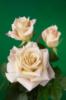 Схема вышивки «Кремовые розы»