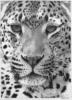 Схема вышивки «Leopard Head (Pencil Drawing)»