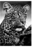 Схема вышивки «Leopard Head (Pencil Drawing)»