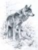 Схема вышивки «Wolf (Pencil Drawing)»