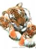 Тигрица с тигрятами: оригинал