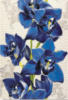 Схема вышивки «Синяя орхидея»